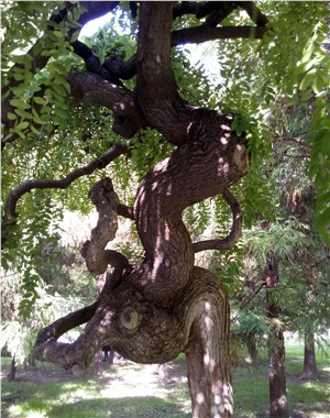 Geyikli ağaç, görenleri hayrete düşürüyor