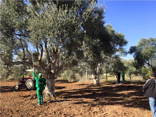 Milas'ta zeytinde halkalı leke hastalığıyla mücadele başlatıldı