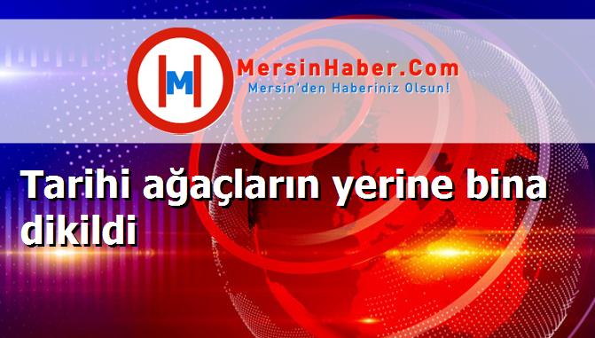 Tarihi ağaçların yerine bina dikildi