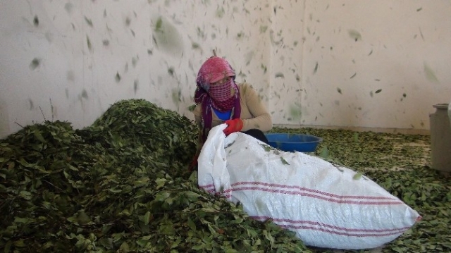 Mersin'den Amerika ve Çin'e 'Yeşil Altın' İhracatı