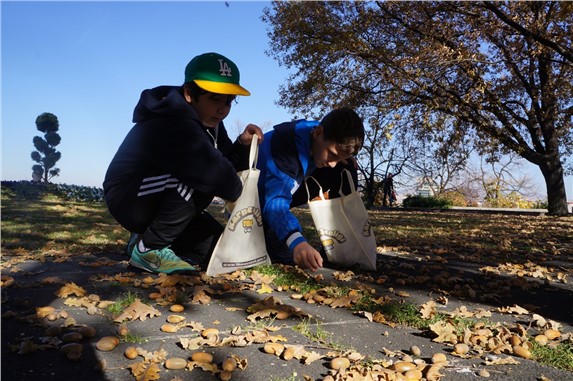 Sevgi Evleri’nde kalan çocuklar mecliste horon eşliğinde meşe palamudu topladı
