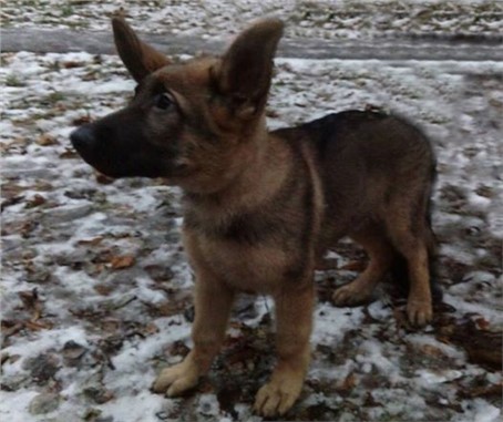 Rusya, ölen polis köpeğinin yerine Fransa'ya köpek armağan ediyor