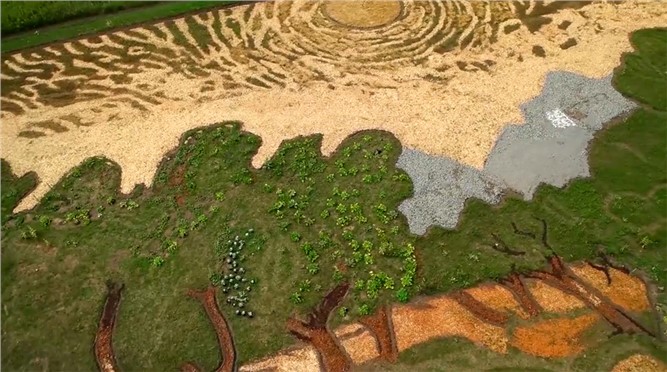 Van Gogh’un ‘Zeytin Ağaçları’ tablosunu tarlaya resmetti