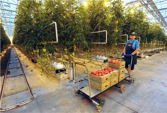 Rusya'dan düşen uçağa karşılık gıda ambargosu planı