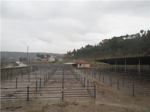 Boyabat'ta şap karantinası hayvan pazarını boş bıraktı