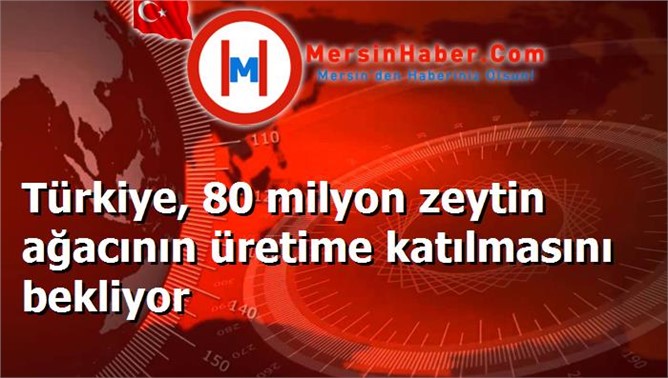 Türkiye, 80 milyon zeytin ağacının üretime katılmasını bekliyor