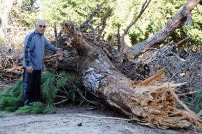 Mersin'de Fırtına Elektrik Hatlarını Kopardı