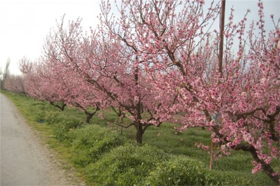 Yalancı Bahara Aldanan Ağaçlar Çiçek Açtı