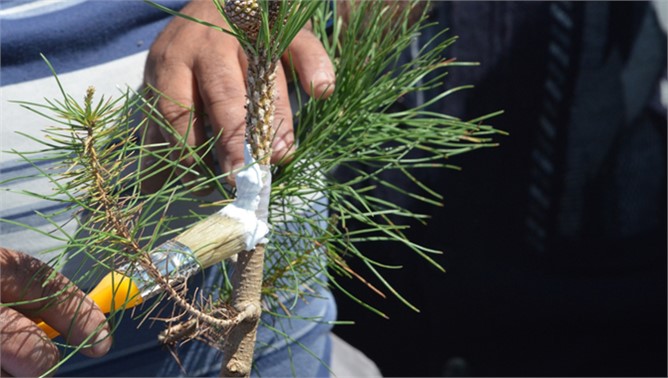 Mersin’de Çiftçilere Aşılama Eğitimi Verildi