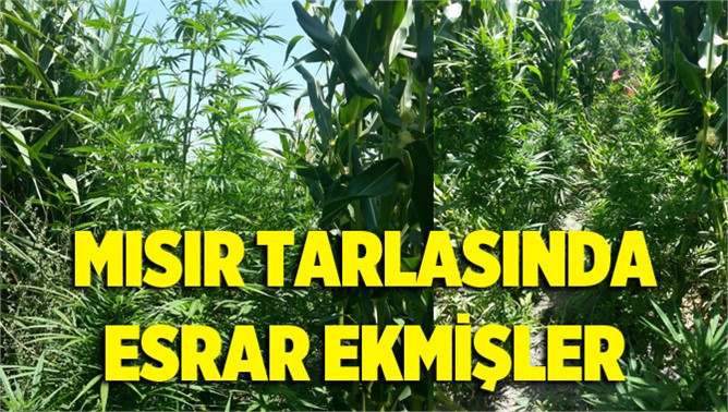 Mısır tarlasında esrar ele geçirildi