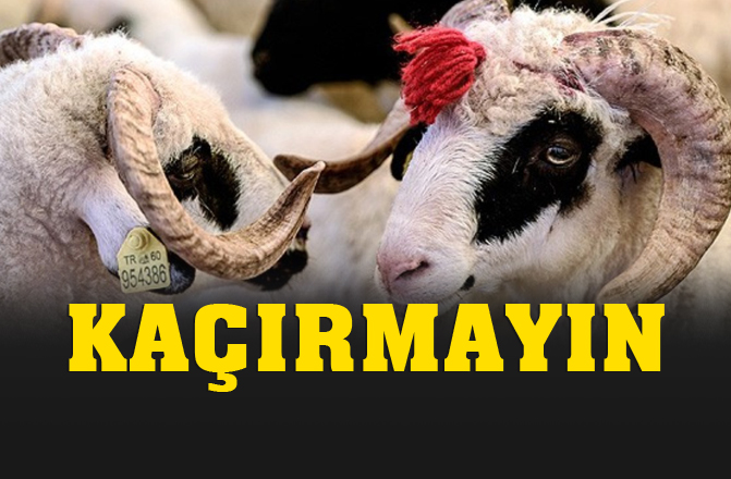 Gülnar'da Acemi Kasaplığa Son, Halk Eğitim Merkezi "Kurban Kesim" Kursu Açıyor