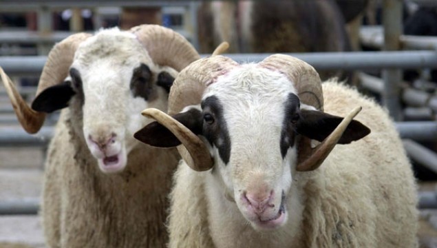 Kurbanlık fiyatları açıklandı