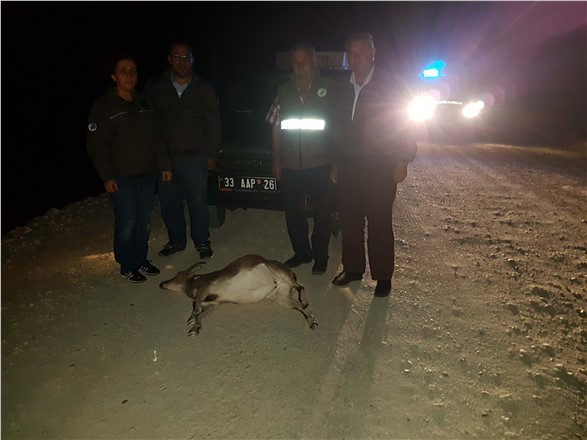 Mersin'de Yaban Keçisini Usulsüz Avlayana 13 Bin TL Ceza