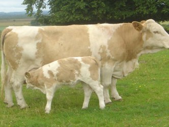 ‘’Yeni Doğan  Buzağlar” konulu seminer