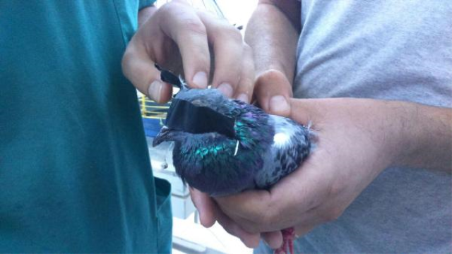 Mersin'deki Suriyeliler'den Akıl Almaz Vahşet