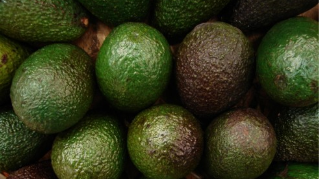 Mersin'de Avokado Üretilecek