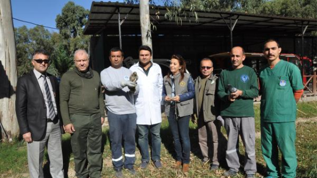 Mersin'de Suriyeliler Tarafından İşkenceye Uğrayan Güvercinler Tedavi Edildikten Sonra Doğaya Bırakıldı