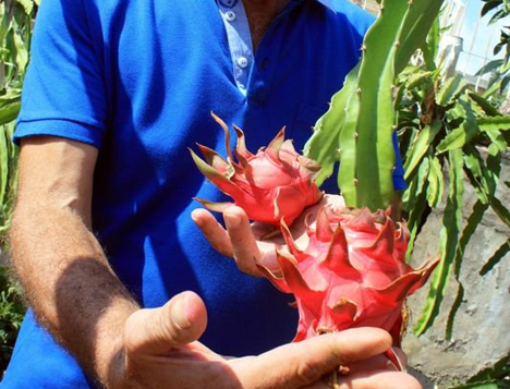Mersin Tropikal Meyve Merkezi Olacak