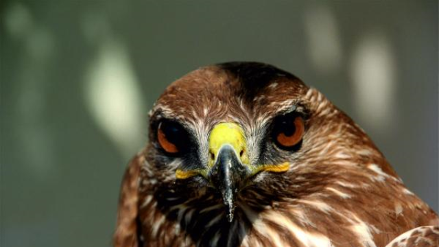 Mersin'de Zehirlenen Şahin Tedavi Altına Alındı