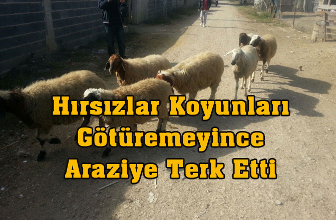 Hırsızlar Koyunları Götüremeyince Araziye Terk Ettiler