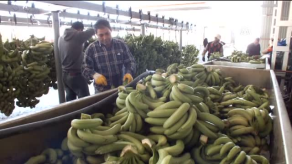 Mersin'de Domates Arazileri Muz Seralarına Dönüştürüldü Çiftçinin Yüzü Güldü