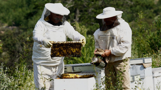 Mersin'de Bal Üreticilerine Destek Gelecek