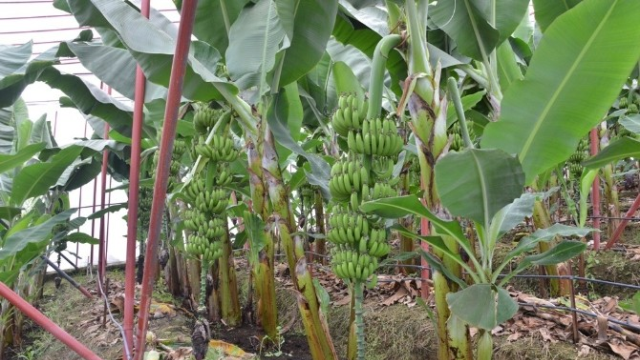 Mersin'de 17 Aileye Muz İçin Kredi Verilecek