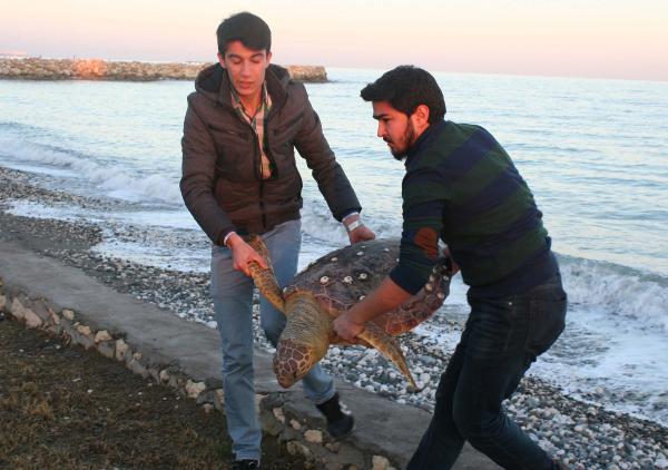 Mersin'de Sahile 50 Kiloluk Ölü Caretta Kaplumbağası Vurdu