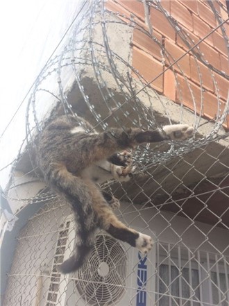 Mersin'de Dikenli Tellere Takılan Kedi Kurtarıldı