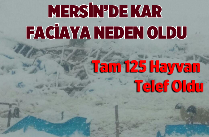 Mersin'de Kardan Dolayı 2 Çatı Çöktü: 125 Küçükbaş Hayvan Telef Oldu 
