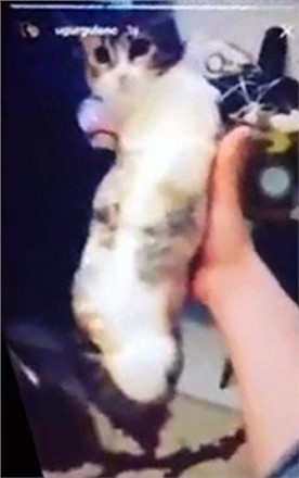 Yavru Kediyi Koli Bandına Sarıp İşkence Ettiler