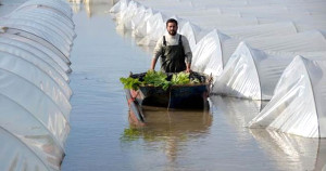Mersin'de Sel Altında Kalan Seralarda Sandallarla Hasat Yapıldı