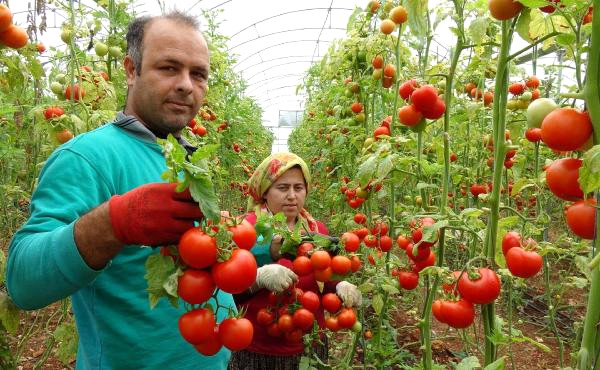 Mersin'de Domates Fiyatı 4 Katına Çıktı