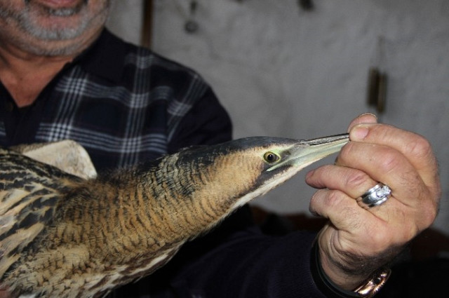 Nesli Tükenen Yaralı Kuşa Mersinliler'den Şefkat Eli Geldi