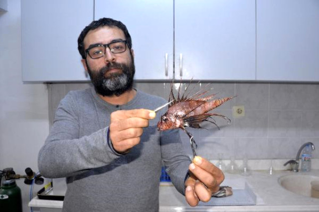 Dikkat! Ölüme Neden Olan Zehirli Aslan Balıkları Mersin Kıyılarında Artıyor