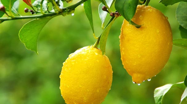 LİMON FİYATLARI ARTTI
