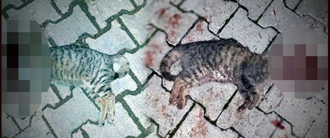 İki Kediyi Başlarına Sert Cisim Vurarak Öldürdüler