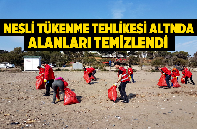 Mersin'de Caretteların yuvalama alanları temizlendi