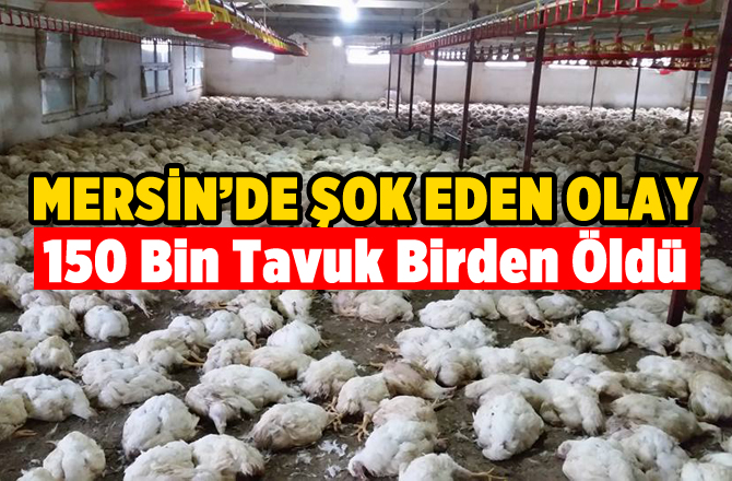 Mersin'de 150 Bin Tavuk Telef Oldu