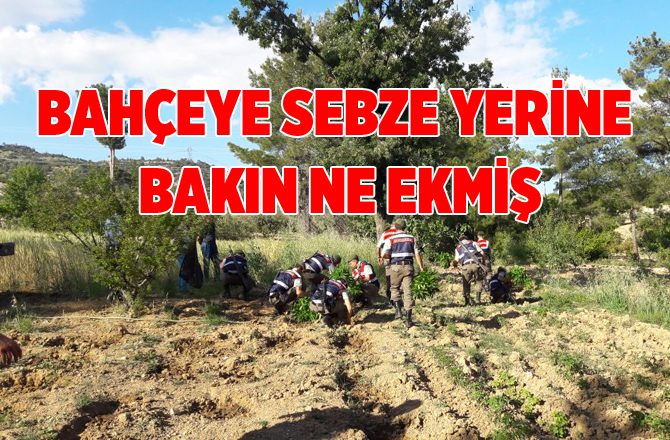 Mersin'de Bir Kişi Bahçesine Esrar Ekmiş