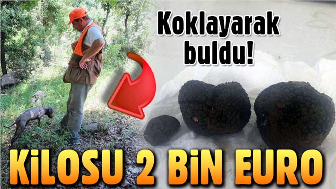 'Kralların yiyeceği' Hatay'da bulundu! Kilosu 2 bin euro