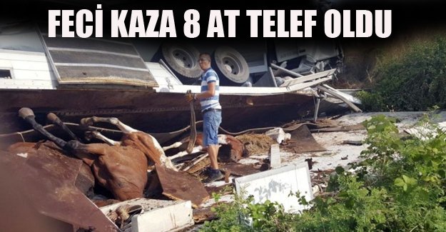 Feci Kazada 2 Kişi Yaralandı, 8 At Telef Oldu