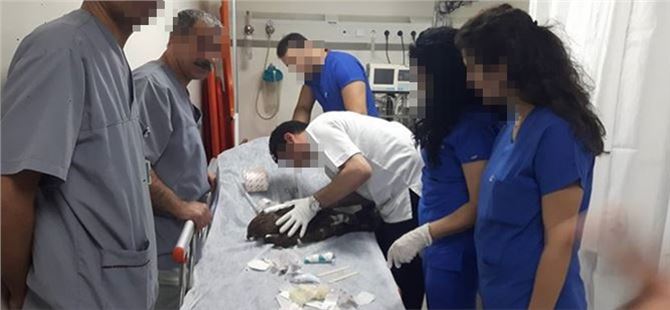 Yaralı Şahine Müdahale Eden Acil Servis Ekibine Soruşturma