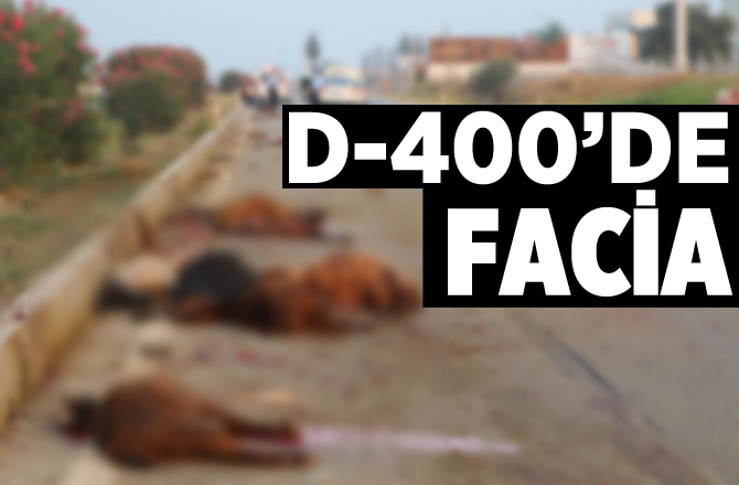 Otomobil Koyun Sürünün İçine Daldı