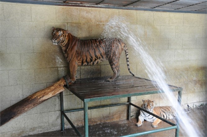 Sıcak Havada Hayvanlar İçin Özel Önlemler Alınıyor