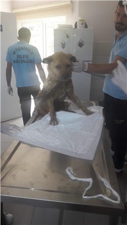 Yağmur Kanalına Düşen Yaralı Köpek Kurtarıldı