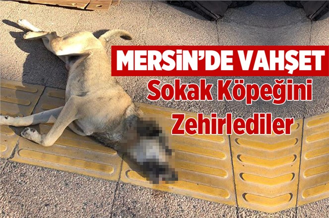 Mersin’de Zehirlenen Köpeğe Gülnar Belediyesi Sahip Çıktı