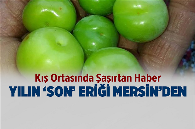 Mersin'in Silifke İlçesinde Aralık Ayı Ortasında Meyve Veren Erik Ağacı Şaşırttı