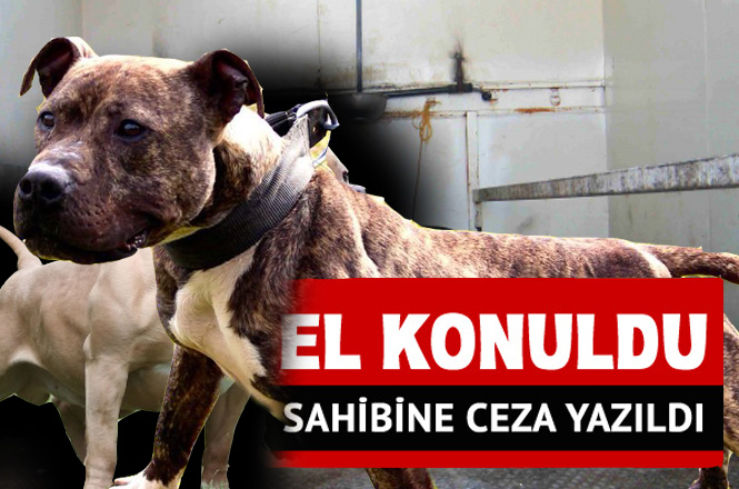 Mersin'de Pitbull ve Japanese Cinsi Köpeklere El Konuldu, Sahibine Para Cezası Yazıldı