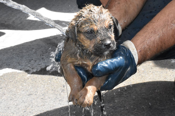 Mersin Tarsus'ta Su Gideri Borusuna Düşen Yavru Köpek Kurtarılırken, Başında Annesi Bekledi